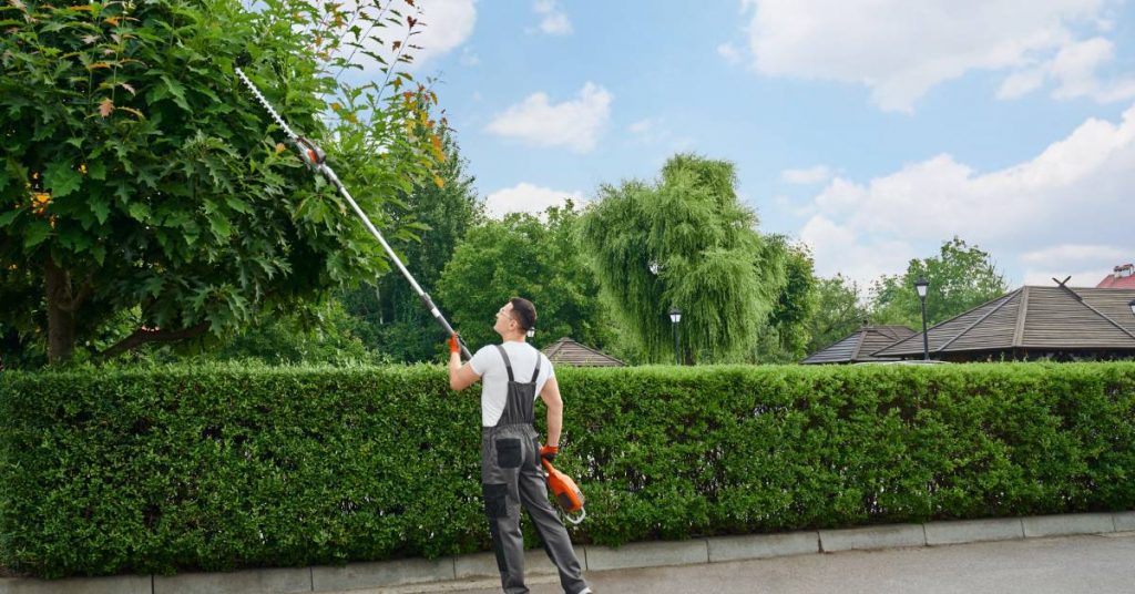 A person wearing gloves, overalls, and eye protection extending an electric hedge trimmer to trim a tall woody shrub.